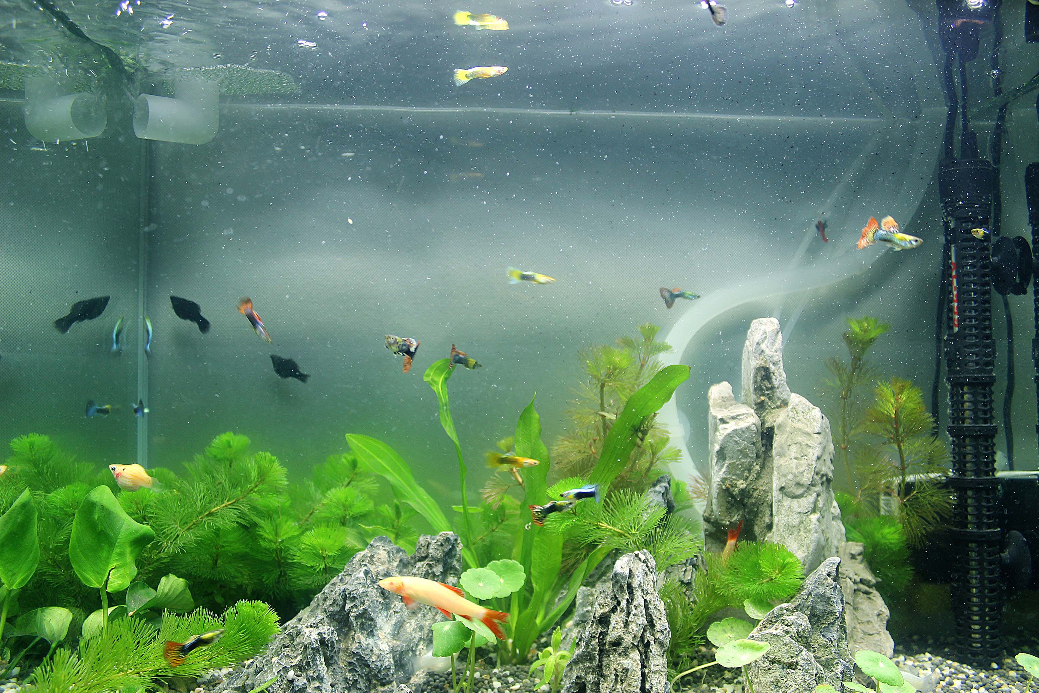 魚缸中出現(xiàn)大量小氣泡是否正常？解析原因與應(yīng)對(duì)方法