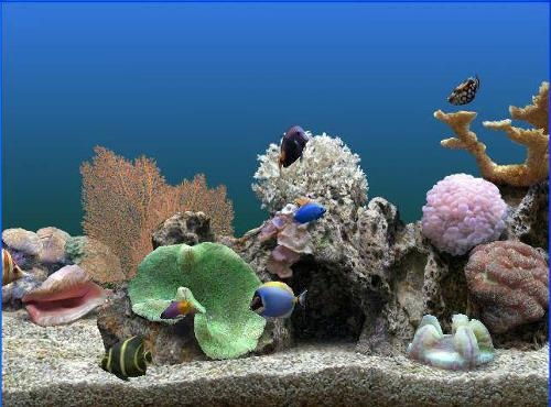 3D熱帶魚水族箱 數(shù)字時(shí)代的海洋奇觀
