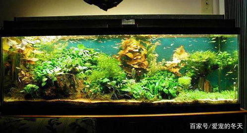 水族箱燈具選擇與光源顏色對(duì)魚類的生態(tài)影響