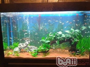 水族箱底砂該如何選擇