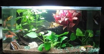 如何保養水族箱 打造健康水族生態的完整指南